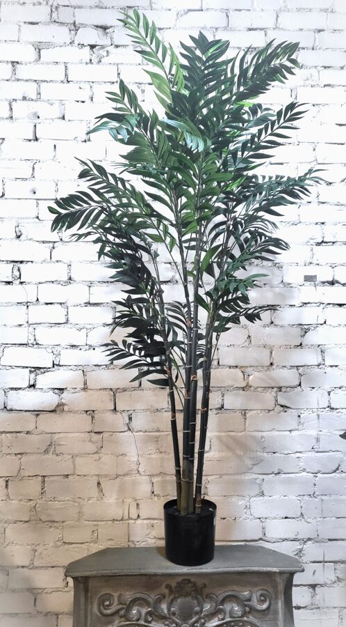 Bamboo palm 225cm
