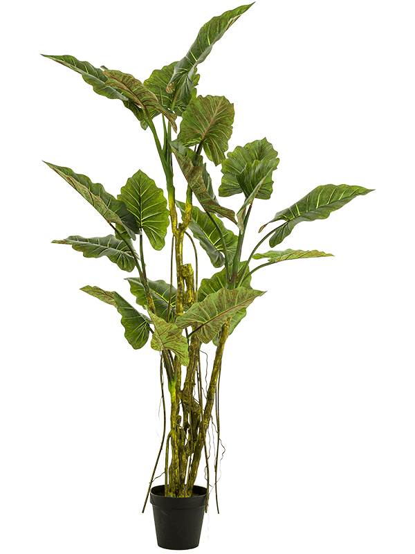 Colocasia 195cm mākslīgais augs