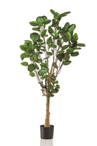 Polyscias tree 150cm mākslīgais augs