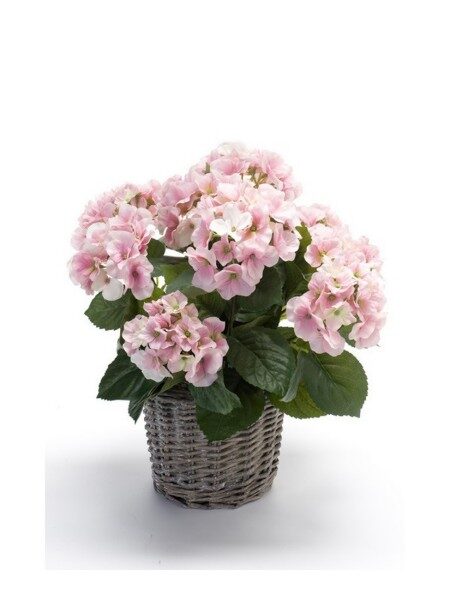 Hydrangea bush 45cm pink in basket d20cm
