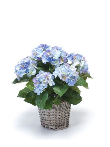 Hydrangea bush 45cm blue in basket d20cm