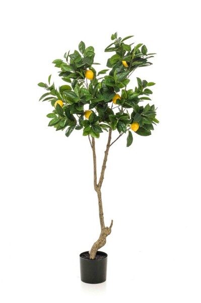 Lemon tree 150cm