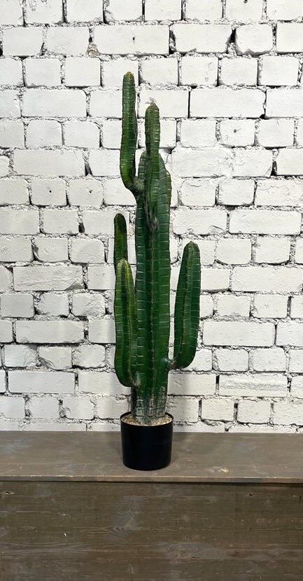 Kaktuss (augstums - 115 cm, diametrs - 18 cm)