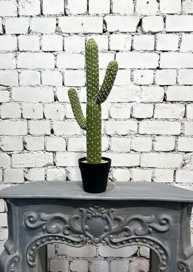 Kaktuss (augstums - 60 cm, diametrs - 14 cm)