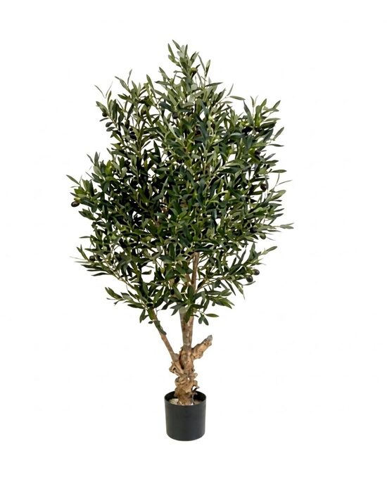 Olīvkoks 150CM