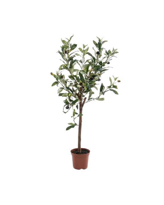 Olive mini tree 65cm