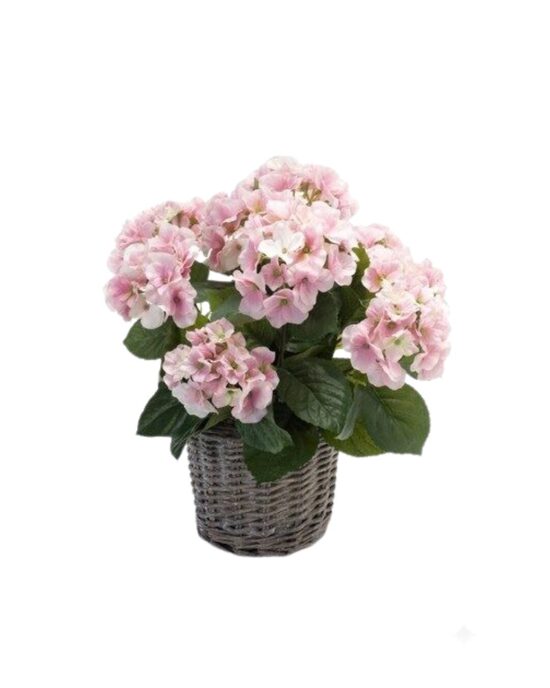 Hydrangea bush 45cm pink in basket d20cm