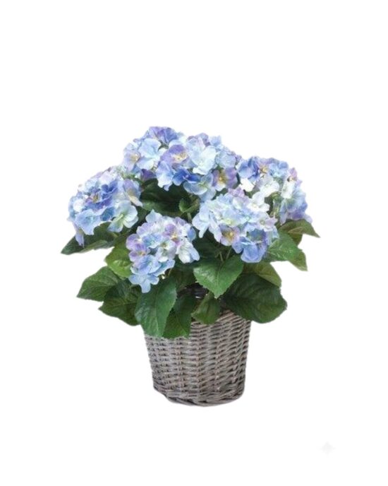 Hydrangea bush 45cm blue in basket d20cm