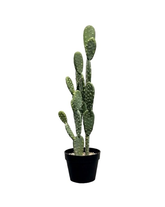 Kaktuss (augstums - 70 cm, diametrs - 17 cm)