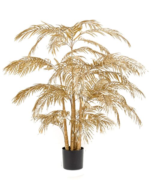 Zelta Areca Palm 2m