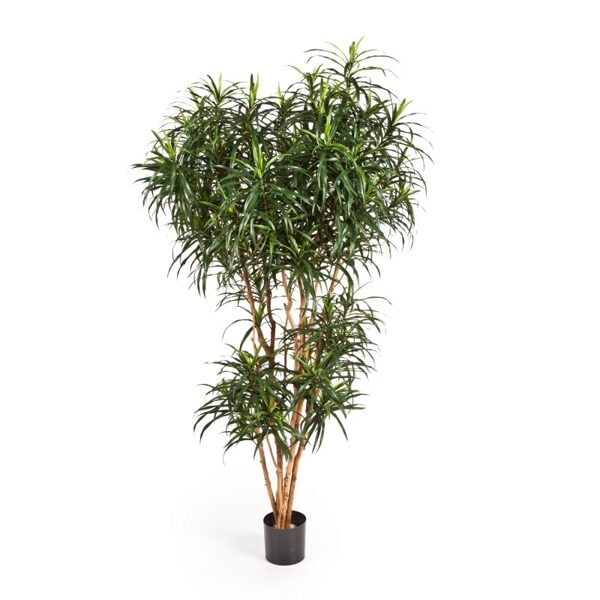 DRACAENA REFLEXA ANITA TREE 180cm