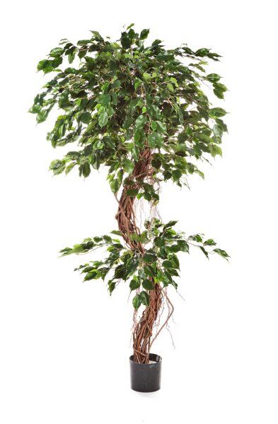FICUS CORKSCREW EXOTICA 210cm