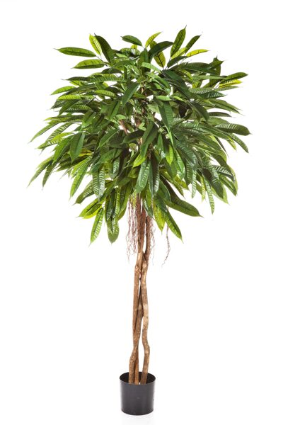 Fikus LONGIFOLIA UMBRELLA 180cm