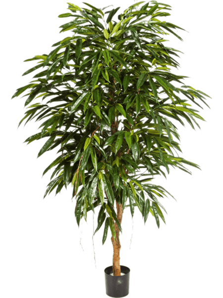 Ficus longifolia 210cm