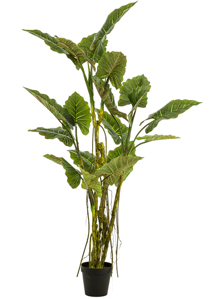 Colocasia 195cm mākslīgais augs