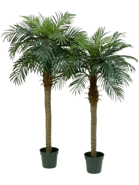 Phoenix 150cm mākslīgais augs