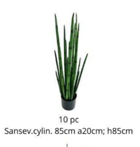 Sanseveria cilindric 85cm a20cm h85cm