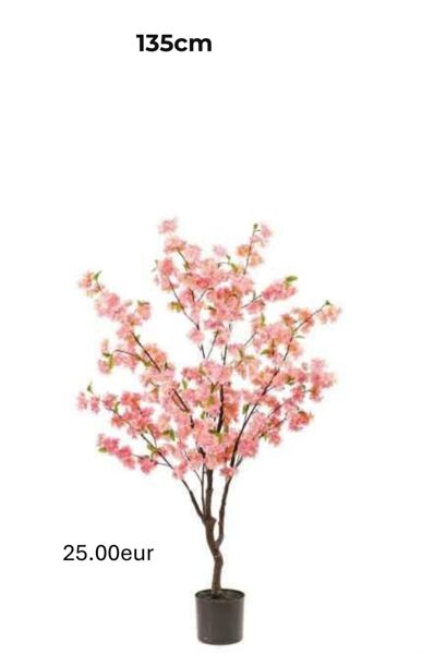 Sakura 135cm ( ķiršu koks )
