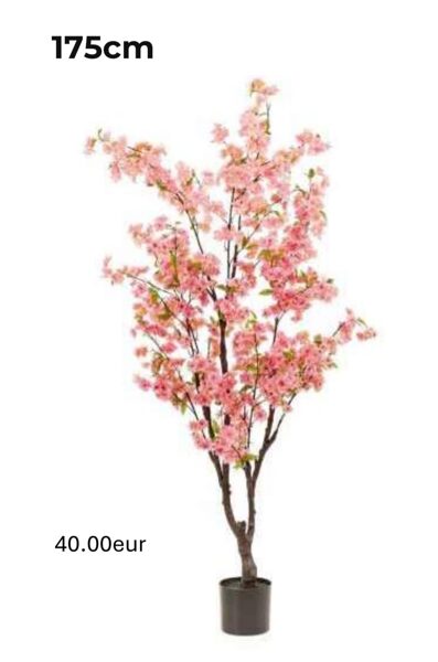 Sakura 175cm ( ķiršu koks )