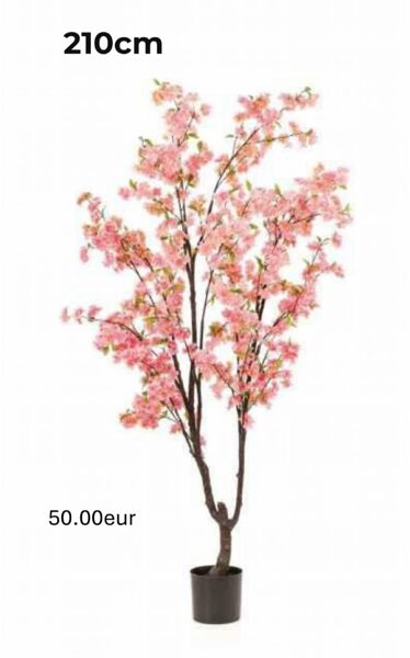 Sakura 210cm ( ķiršu koks )
