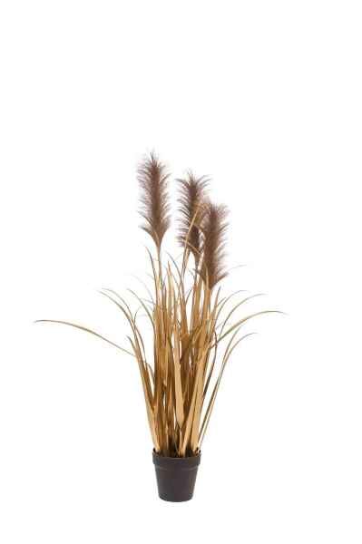 Zelta smilgas (Pampas grass gold 95cm)