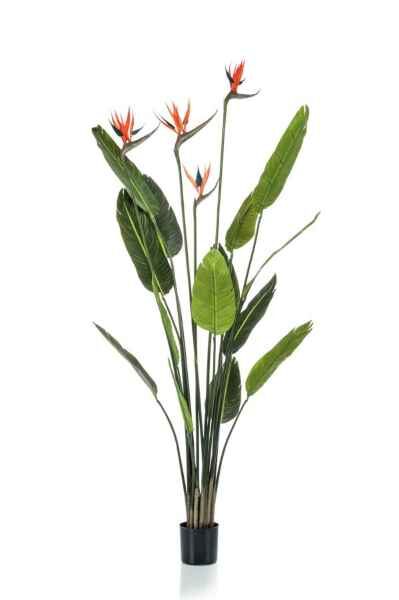 Strelitzia tree w4 flowers 150cm