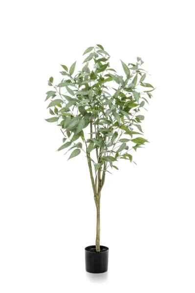 Eucalyptus globulus tree 115cm