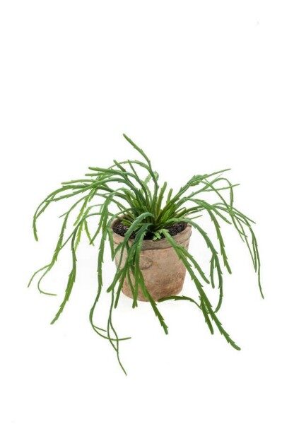 Rhipsalis pandora bush 35cm mākslīgais augs māla podā