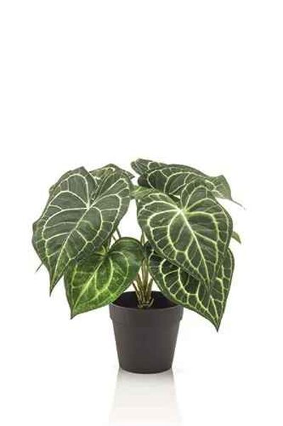 Anthurium bush in pot 23cm