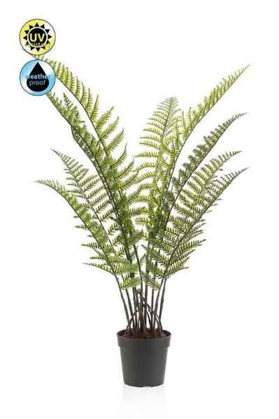 Woodwardia fern UV in pot 90cm