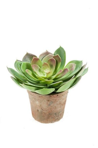 Echeveria pelusida bush d20cm mākslīgais augs māla podā