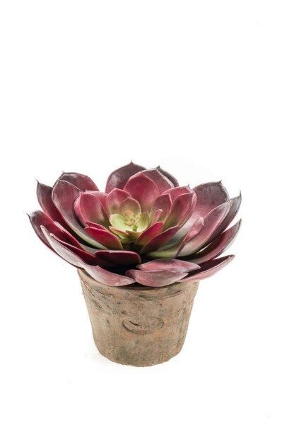 Echeveria pelusida bush d20cm mākslīgais augs māla podā
