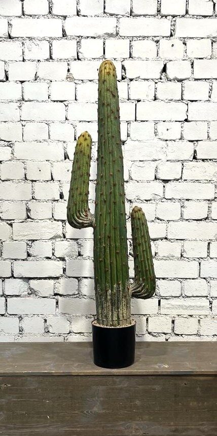 Kaktuss (augstums - 125 cm, diametrs - 20 cm)